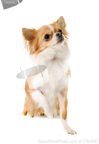 Image of chihuahua