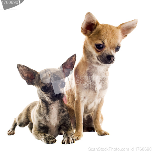 Image of puppies chihuahuas