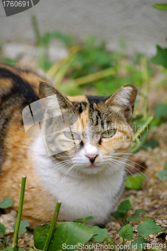 Image of Cat on the ground