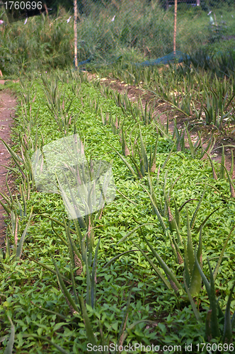 Image of Farmland in countryside