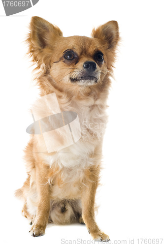 Image of chihuahua