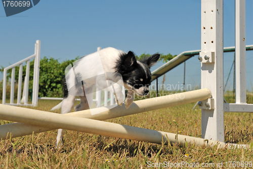 Image of jumping chihuahua