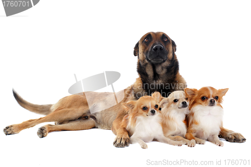 Image of chihuahuas and malinois