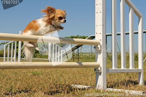 Image of jumping chihuahua