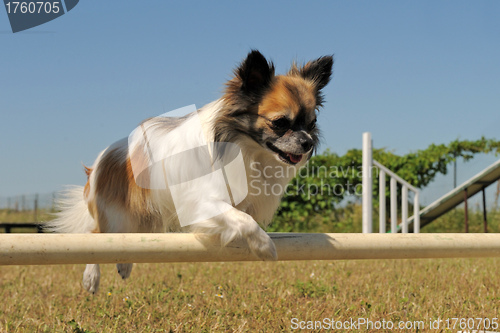 Image of jumping chihuahua