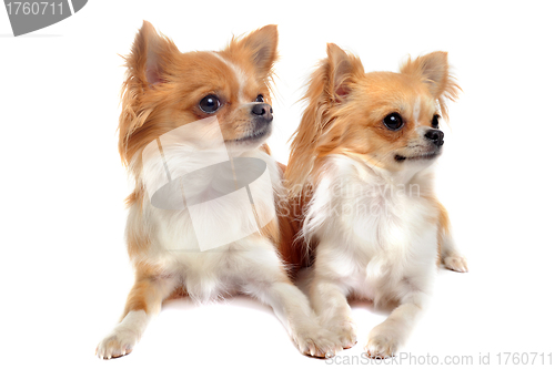 Image of couple of chihuahua