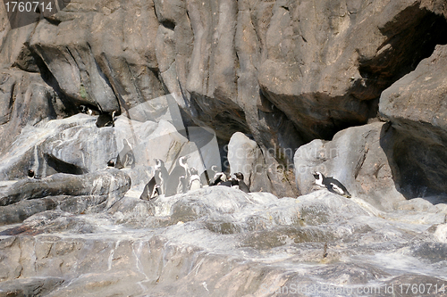 Image of Penguins on rocks