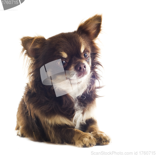 Image of chihuahua
