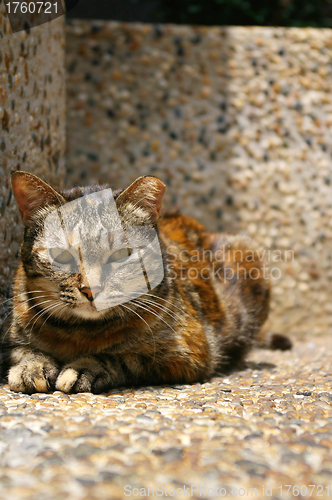Image of A cat