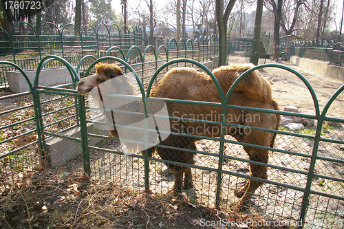 Image of Camel in zoo