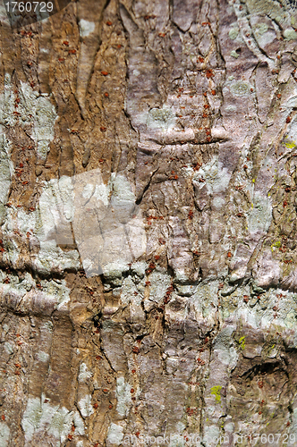 Image of Tree bark details