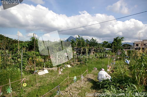 Image of Farmland in Hong Kong
