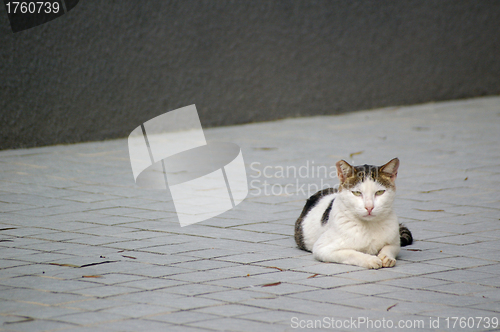 Image of A cat on the ground