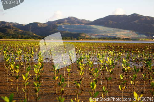 Image of Mangroves forest in Hong Kong