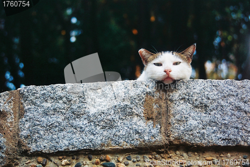 Image of A cat on rock