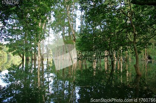 Image of Trees in water