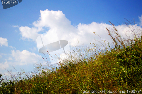 Image of Green grasses and blue sky