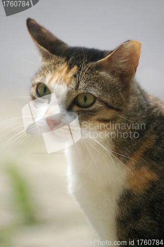 Image of A cat with sharp eyesight