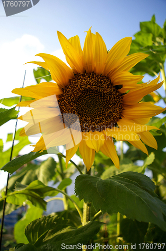 Image of Sunflowers field