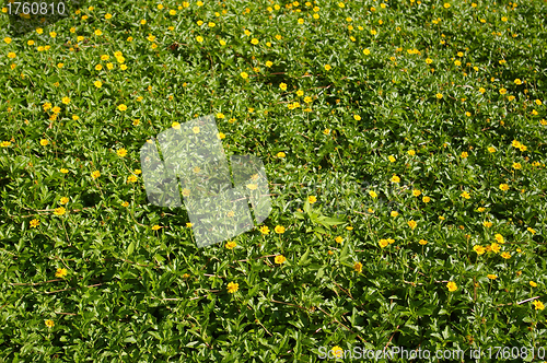 Image of Yellow flowers background