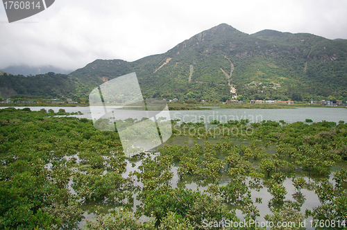 Image of Wetland in Hong Kong coast