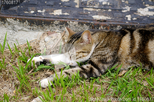 Image of A sleepy cat