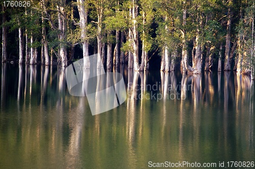 Image of Forest in water