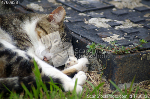 Image of A cute and sleepy cat