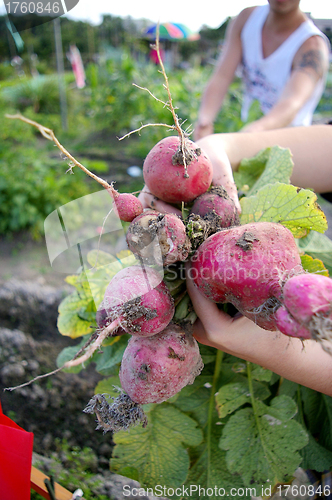 Image of Harvesting beetroots from field