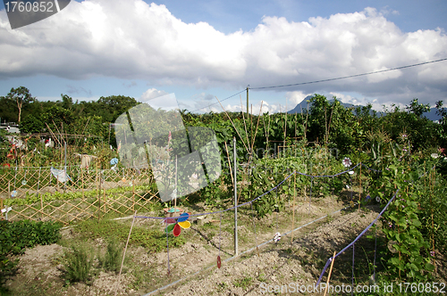 Image of Farmland in Hong Kong