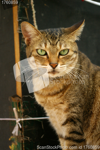 Image of A cat sitting