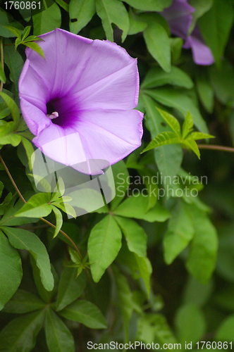 Image of Purple flower in grasses