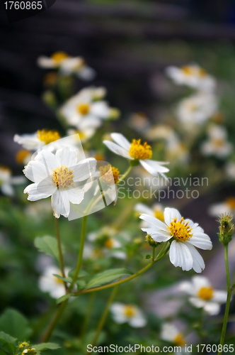 Image of Yellow flowers background