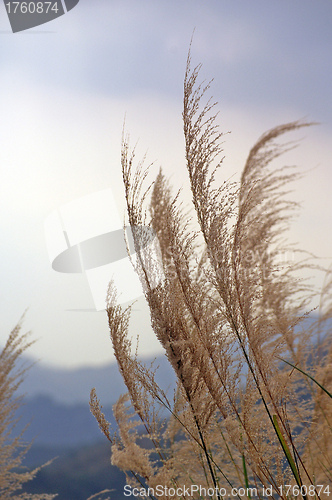 Image of Moving grasses in autumn