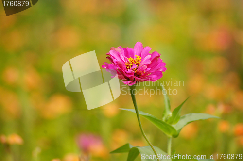 Image of Pink flowers in spring background