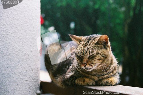 Image of A sleepy cat