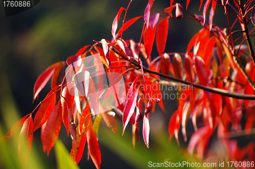 Image of Red leaves in autumn
