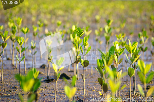 Image of Mangroves forest in Hong Kong