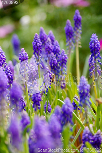 Image of Grape hyacinth with bee in spring