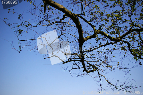 Image of Tree branches