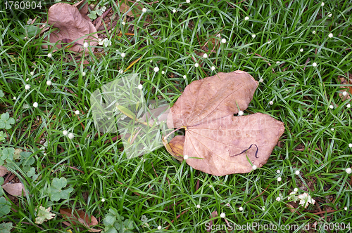 Image of Fallen leaves in autumn