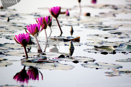 Image of Lotus pond in winter