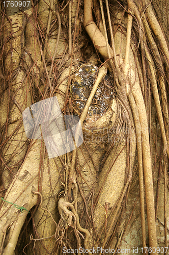 Image of Tree trunk