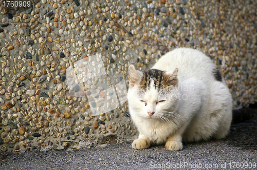 Image of Sleepy cat