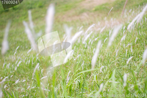Image of Moving grasses on the ground