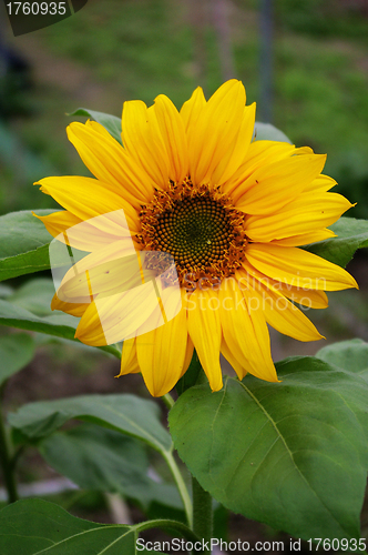 Image of Sunflowers background