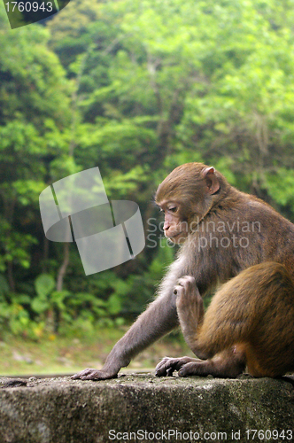 Image of Monkey in forest