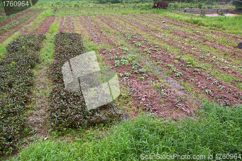 Image of Farmland field