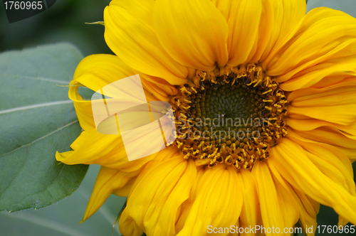 Image of Close-up of a sunflower