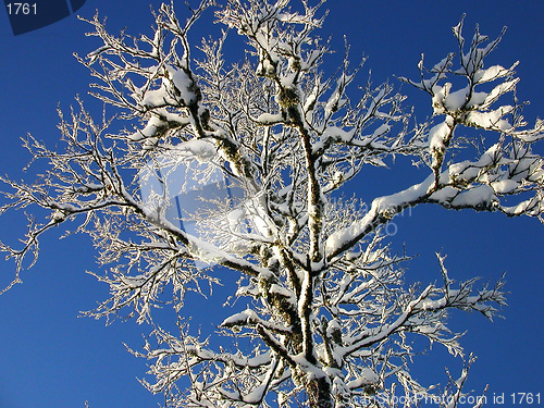 Image of Tree